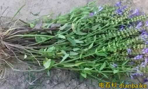 半枝蓮是什么？半枝蓮圖片和價格及半枝蓮的功效與作用和禁忌