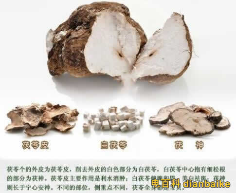 茯苓圖片
