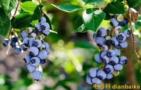 花青素能去斑嗎？花青素的功效與作用和禁忌及花青素藍莓