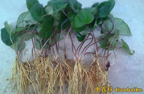 細辛是什么?細辛圖片和細辛的副作用及細辛的功效與作用禁忌