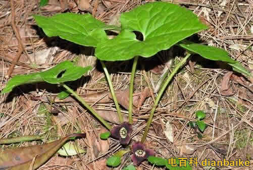 細辛圖片